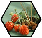 Grow aeroponics system strawberries, tomatoes, basil