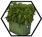 Build an Aerospring aeroponic system