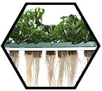 Aeroponics systems provide plant roots with extra oxygen which promotes a higher rate of metabolism and and overall plant growth