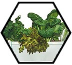 Build a hydroponic planter / hydroponics bubbler system