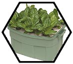 Build a hydroponic lettuce raft system/hydroponics bubbler system