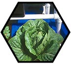 Build a dutch pot bato bucket hydroponics system